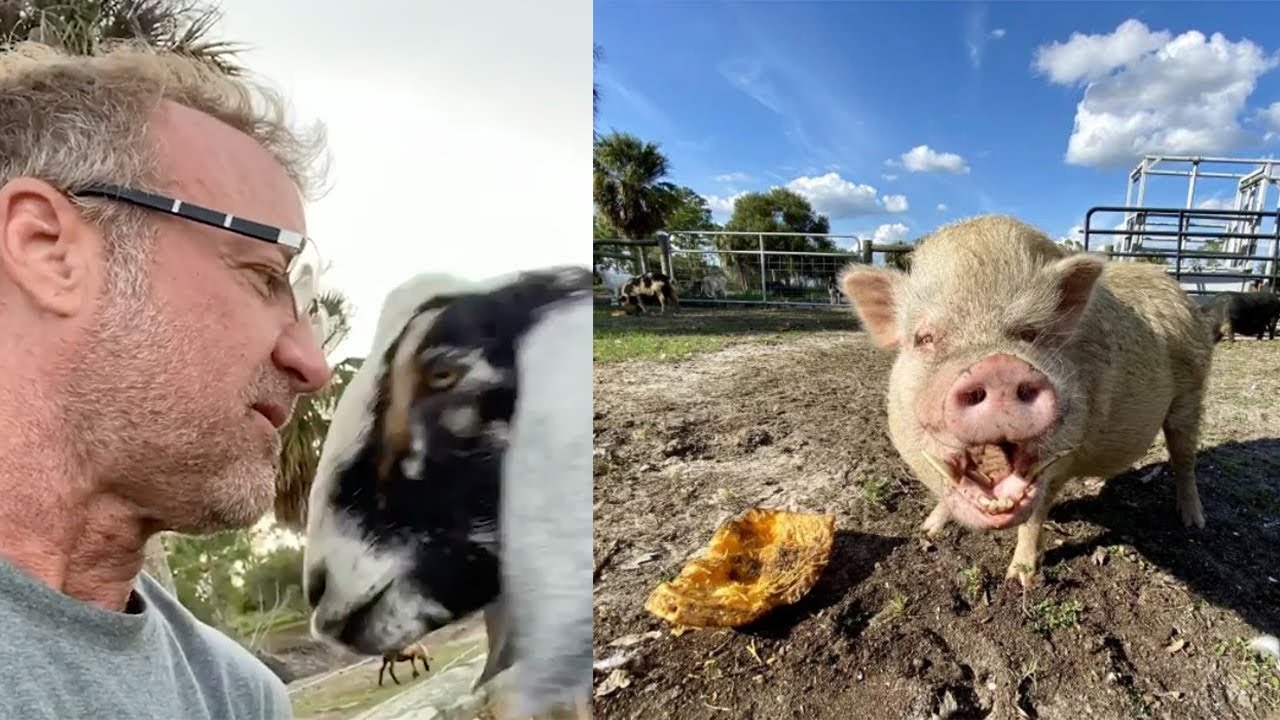This Man Left His Career to Start an Animal Sanctuary | GoFundMe - YouTube