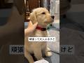 頑張って大人ぶって見たけどやっぱり子犬な子犬【ゴールデンレトリバー】 #goldenretriever #dog