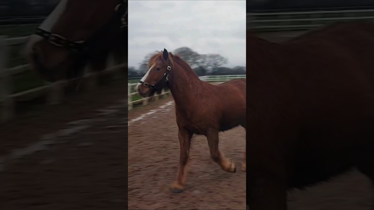 His fat barrel tummy 😂 love him though!♡ 