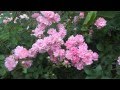 Почвопокровные розы. Ground cover roses.