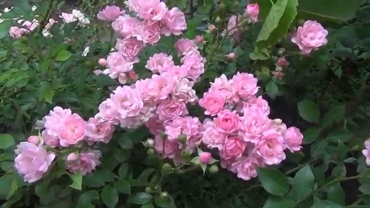 Почвопокровные Розы Сорта Фото С Названиями