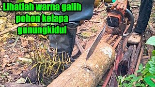 Galih pohon kelapa gunungkidul yang luar biasa