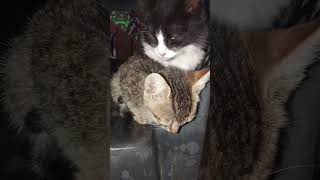se los ve muy tiernos a los gatitos #cat