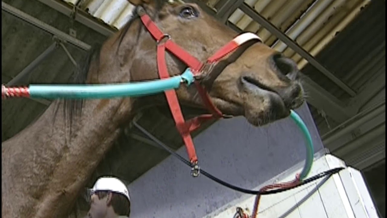 20世紀の名馬 71位 ナイスネイチャ - YouTube