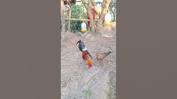 gà rừng giải nhất siêu đẹp.qaib qus zaim nyawb zoo nkauj heev li nawb