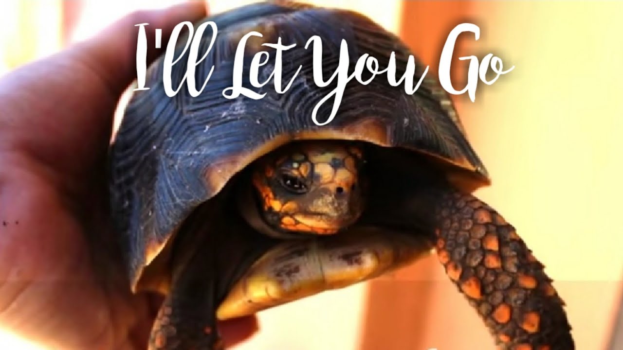 I ll Let You Go Because I Love You AXAPet YouTube i-ll-let-you-go-because-i-love-you-axapet-youtube