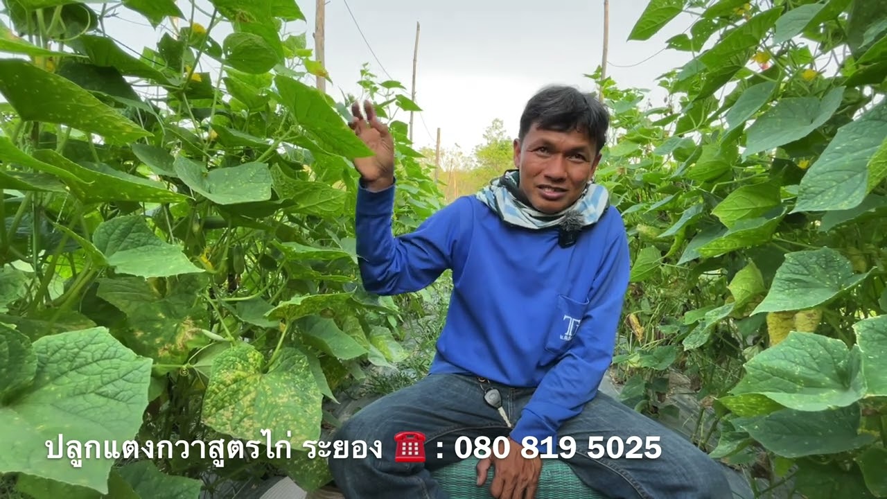 ระบบปุ๋ยแตงกวา เริ่มต้นถึงเก็บผลผลิต | เกษตรสร้างรายได้ | บ่าวยุทธพาจ้วด