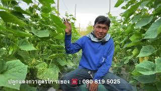 ระบบปุ๋ยแตงกวา เริ่มต้นถึงเก็บผลผลิต | เกษตรสร้างรายได้ | บ่าวยุทธพาจ้วด