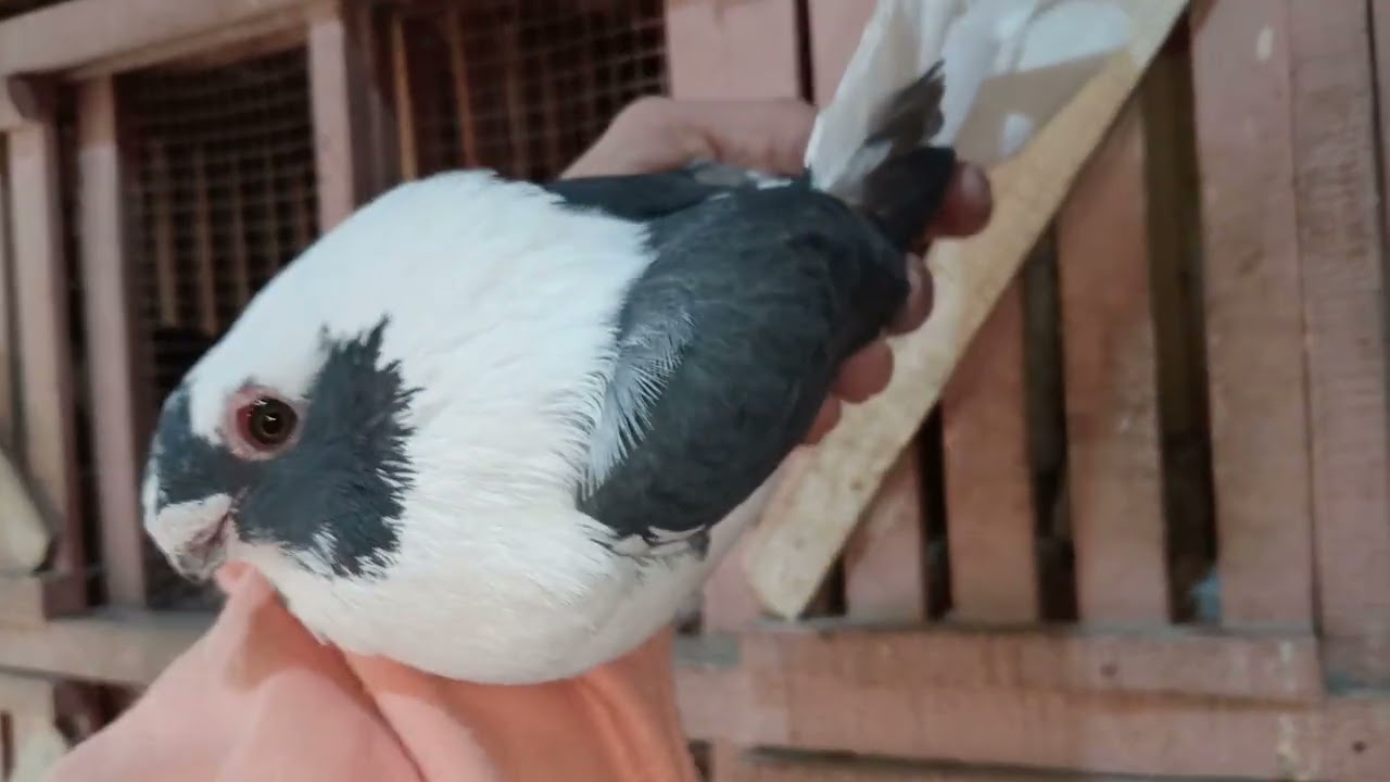 متع عينك باحلي مستويات حمام عالي حمام استاذ سامي رمضان 01121766360