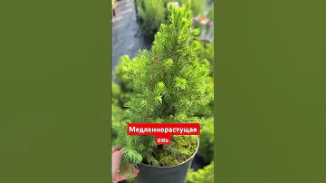 Можно ли купить ель, которая растет медленно?