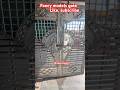 Fancy￼ models gate dijayin #trending #viral #construction