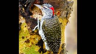 How the Nubian Woodpecker Makes Its Nest: Naivasha June 2026