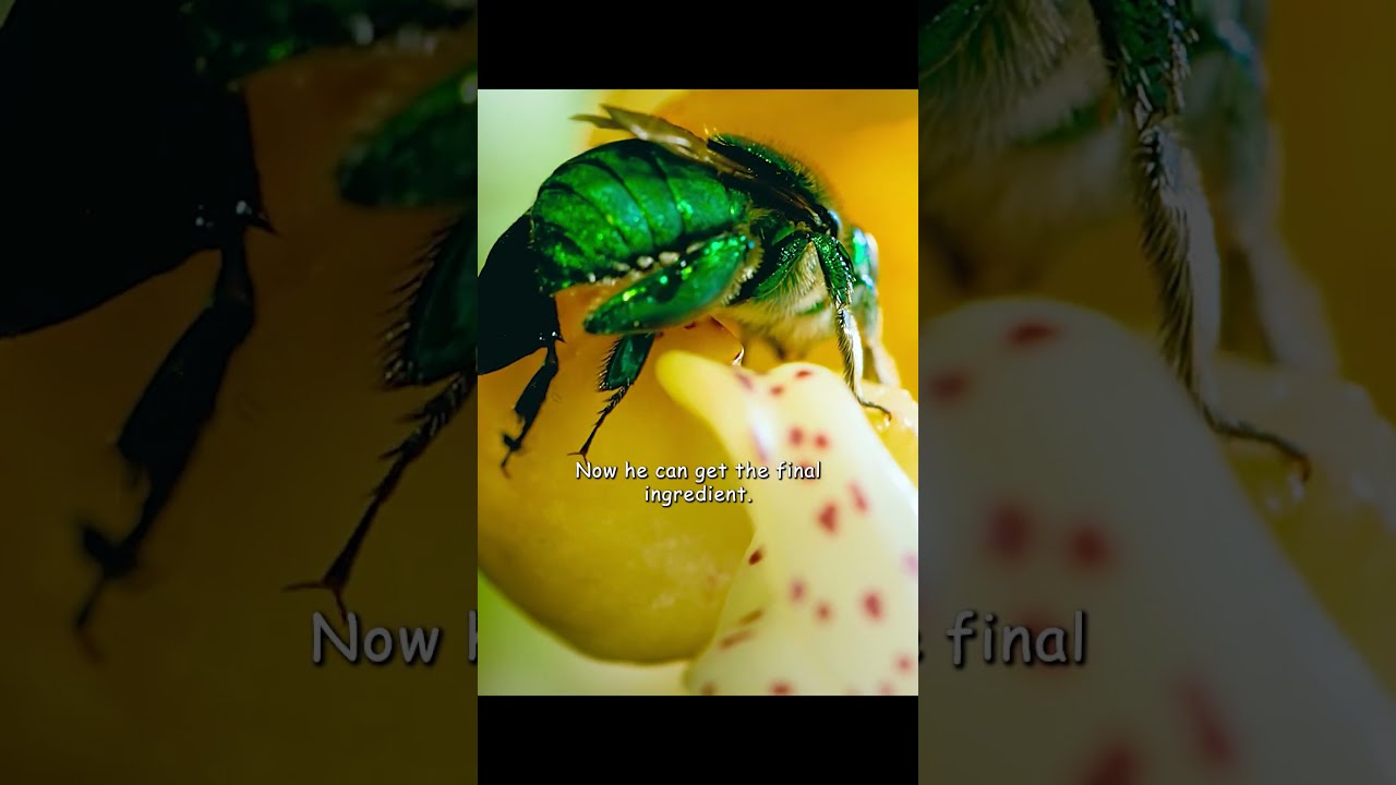 Самцы орхидейных пчел прекрасно знают, что аромат необходим при ухаживании за самкой. 