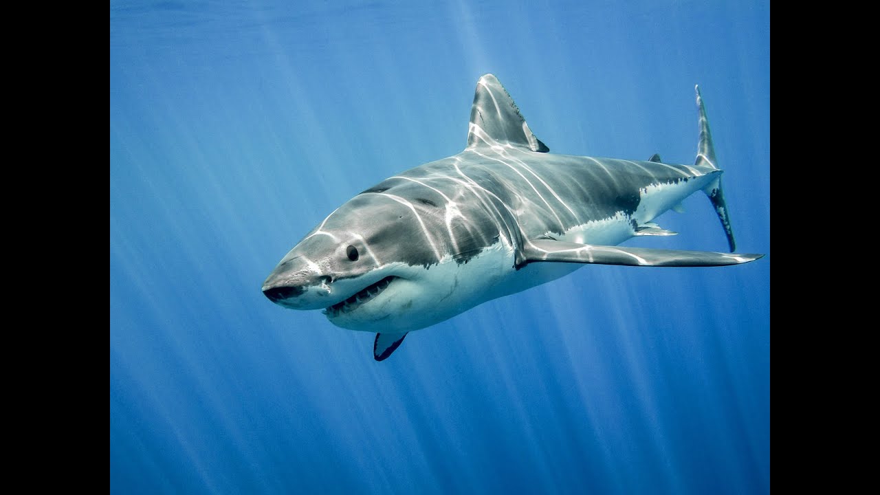 Signs and Symbolic Shark Meaning
