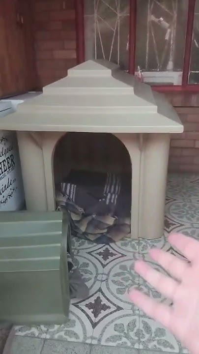 silly-big-dog-shorts-short-youtube