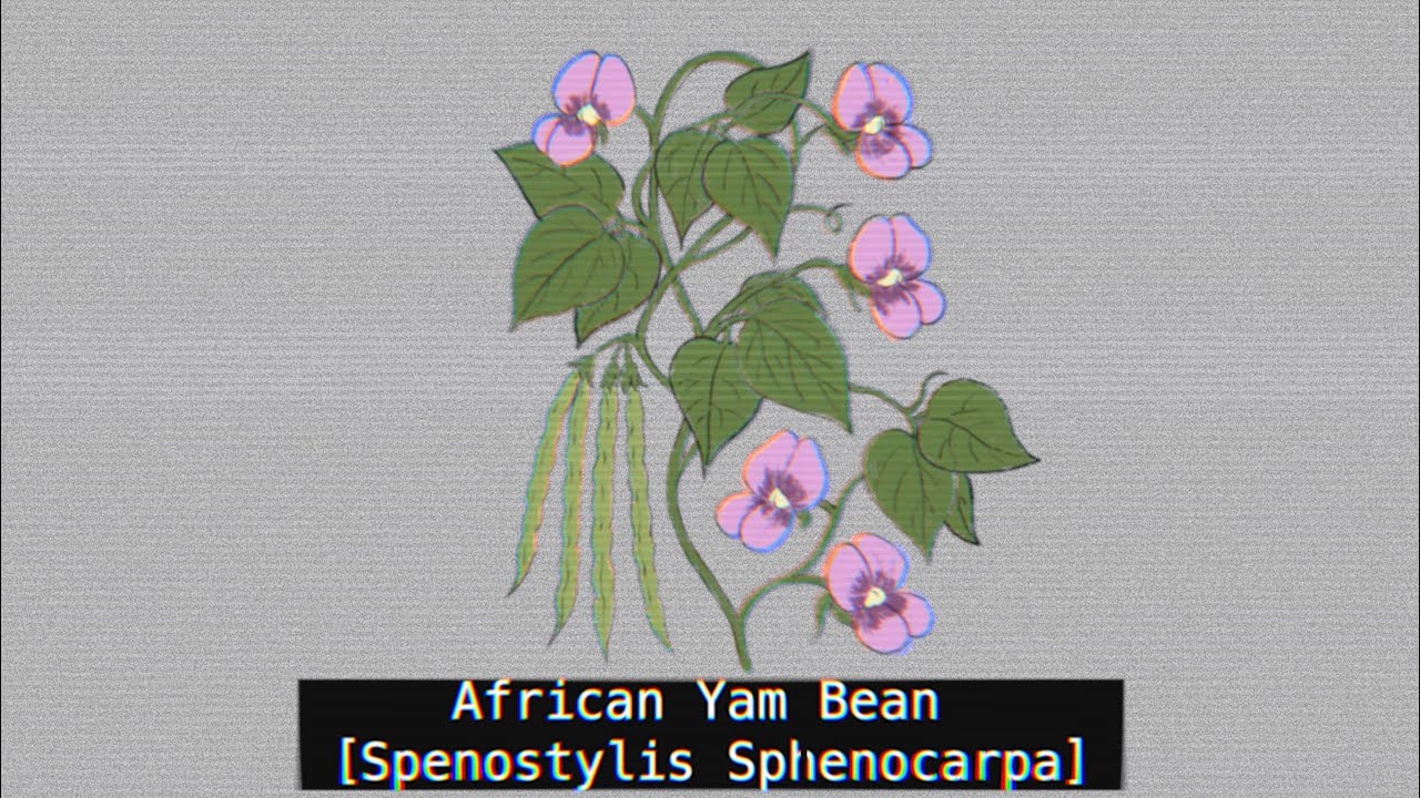 African Yam Bean [Spenostylis Sphenocarpa]