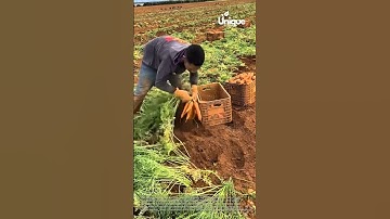 Preserving tradition: manual carrot harvesting