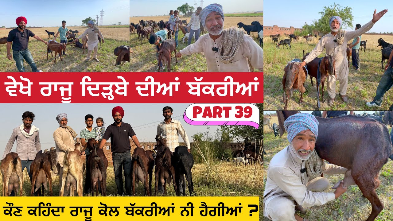 ਵੇਖੋ ਰਾਜੂ ਦਿੜ੍ਹਬੇ ਦੀਆਂ ਬੱਕਰੀਆਂ  । Raju Dirba Goat Fram । Top Quality Goat #goatfarming