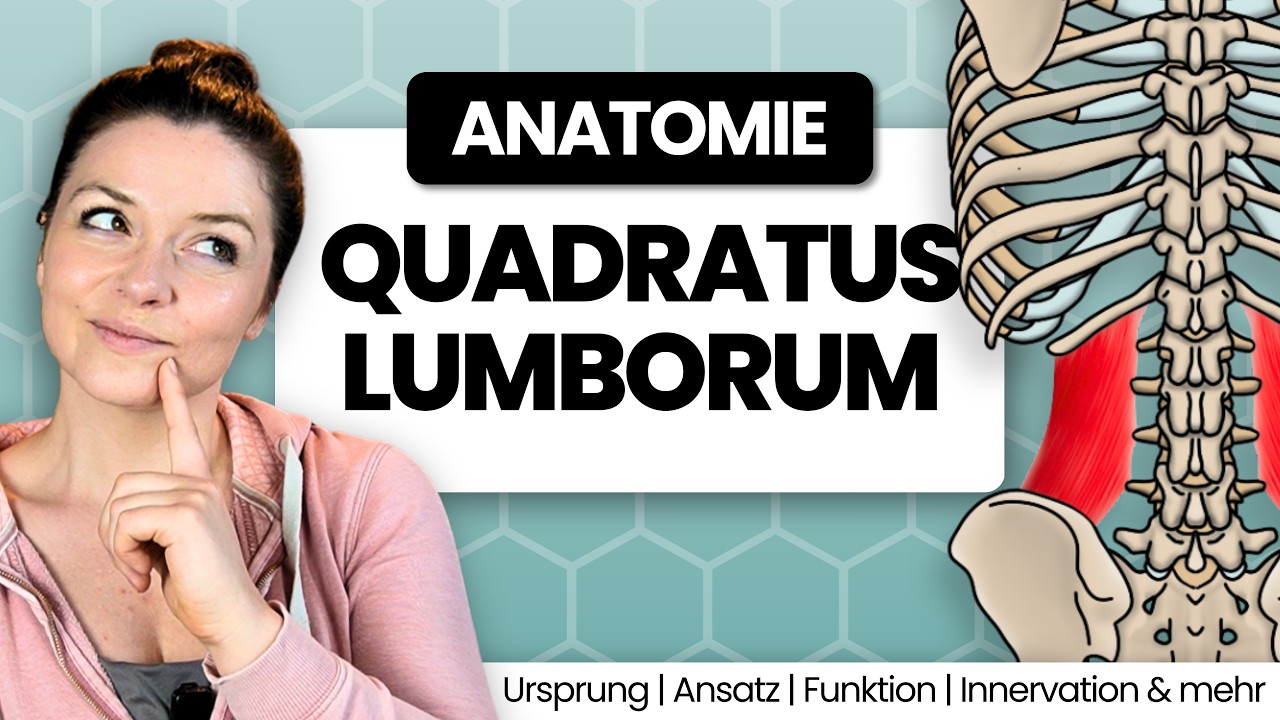 Der M. QUADRATUS LUMBORUM verständlich erklärt | Ursprung, Ansatz, Funktionen, Innervation & mehr