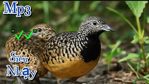 Tiếng Chim Cút Mồi Kêu Chuẩn File MP3, Cút Mồi Mới Nhất 2025