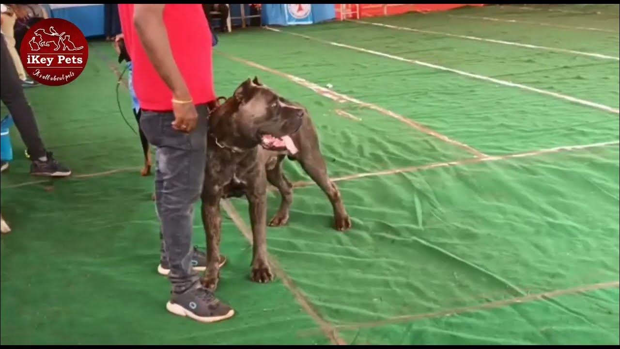 Madurai Dog Show 2022 Madurai Dog Kennel Dog Show Vlog iKey Pets
