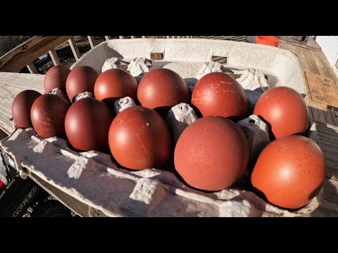 Video: Kur peri juodakepurės viščiukai?