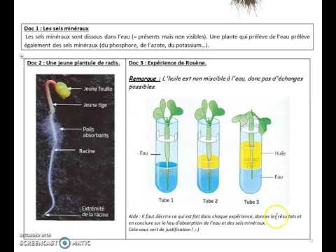 Vidéo: Lors de la transpiration, l'eau est perdue par la plante sous forme de ?