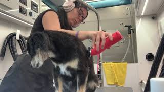 Dog Grooming Tips & Tricks by melissa the groomer 1,310 views 2 years ago 8 minutes, 11 seconds