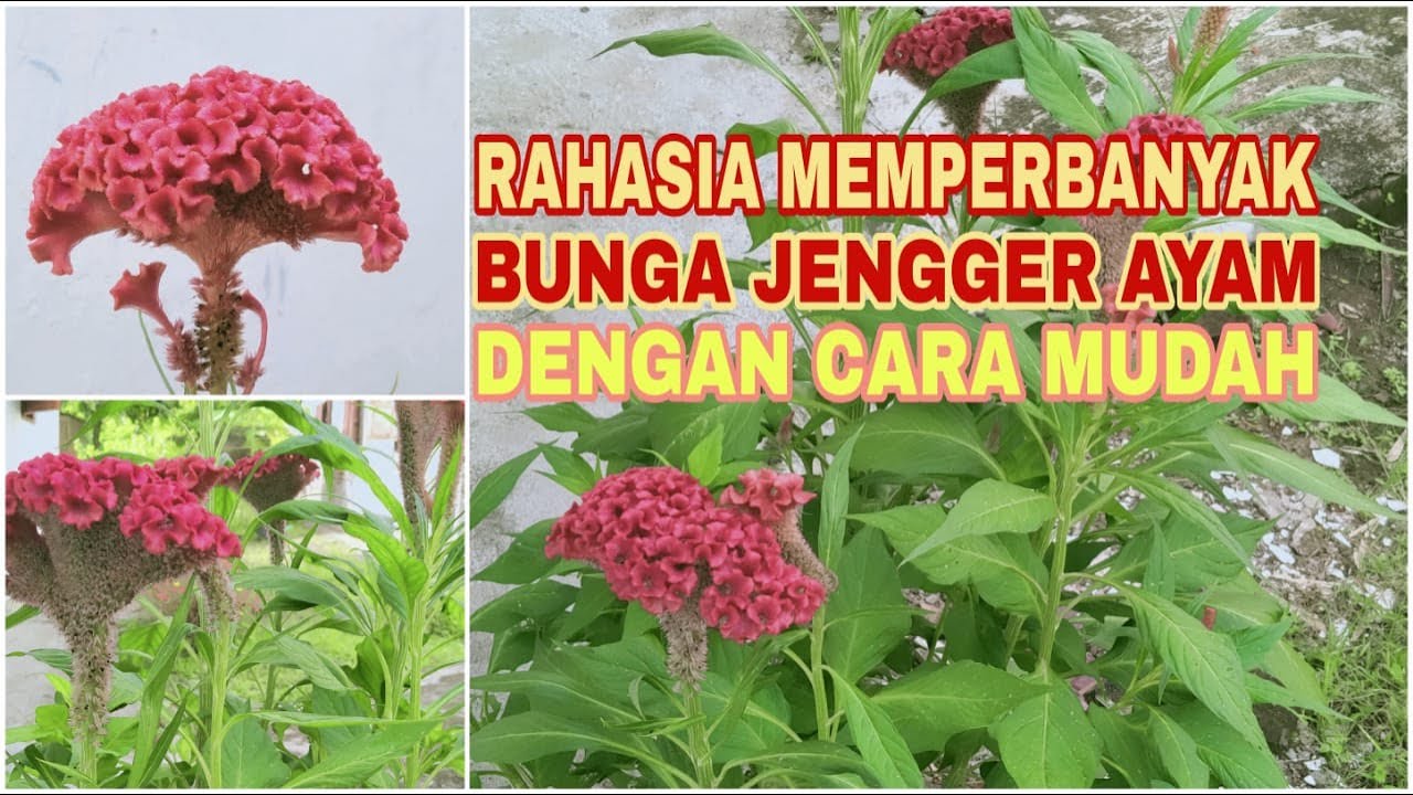 CARA MEMPERBANYAK BUNGA JENGGER AYAM DENGAN CARA MUDAH
