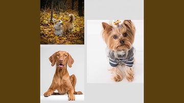 Pulsating Ambience for Behaving Dogs