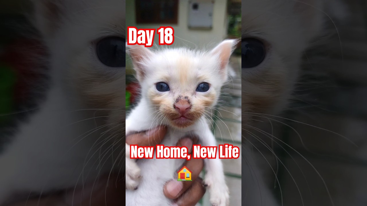 Kitten Day 18 Welcome to Their New Home! 🏠💛
