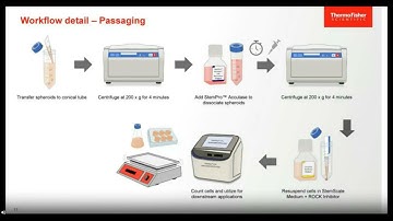 Use of a New 3D Pluripotent Stem Cell Suspension Culture Medium for Rapid Scale Up...