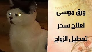 فوائد ورقة موسى اي ورق الغار لعلاج سحر تعطيل الزواج وعلاج عدة امراض عضوية