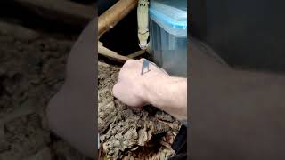 Celebrity Falsies have a crazy feeding response Profile