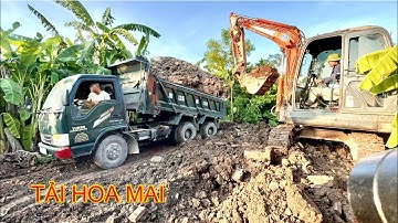 3 xe ô tô tải HOA MAI SIÊU KHOẺ chở đất sa lầy cực căng | Công nông chở đất | Máy xúc DOOSAN