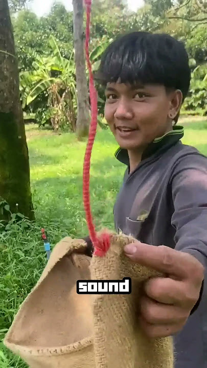 Do you know the process of picking durian?#shorts
