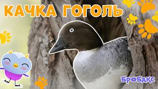 🦆Качка Рятує Сім’ю | ЦІКАВІ ФАКТИ ПРО ТВАРИН | Звуки Тварин | ДІТЯМ ПРО ПРИРОДУ
