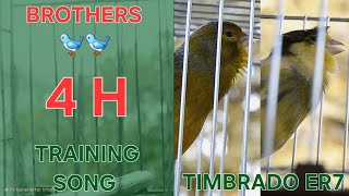 2 Brothers 🐥🐥 - Canary Training Song - 4 h - Timbrado Español