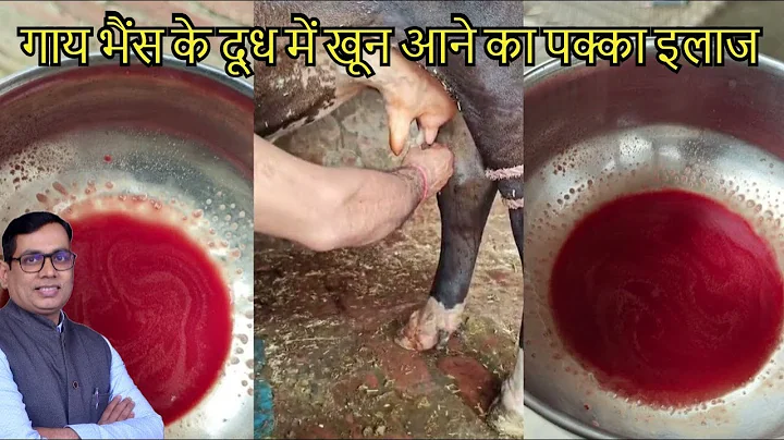 Blood in Milk: Causes and Treatments Explained