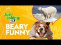 Bear Jokes and Puns
