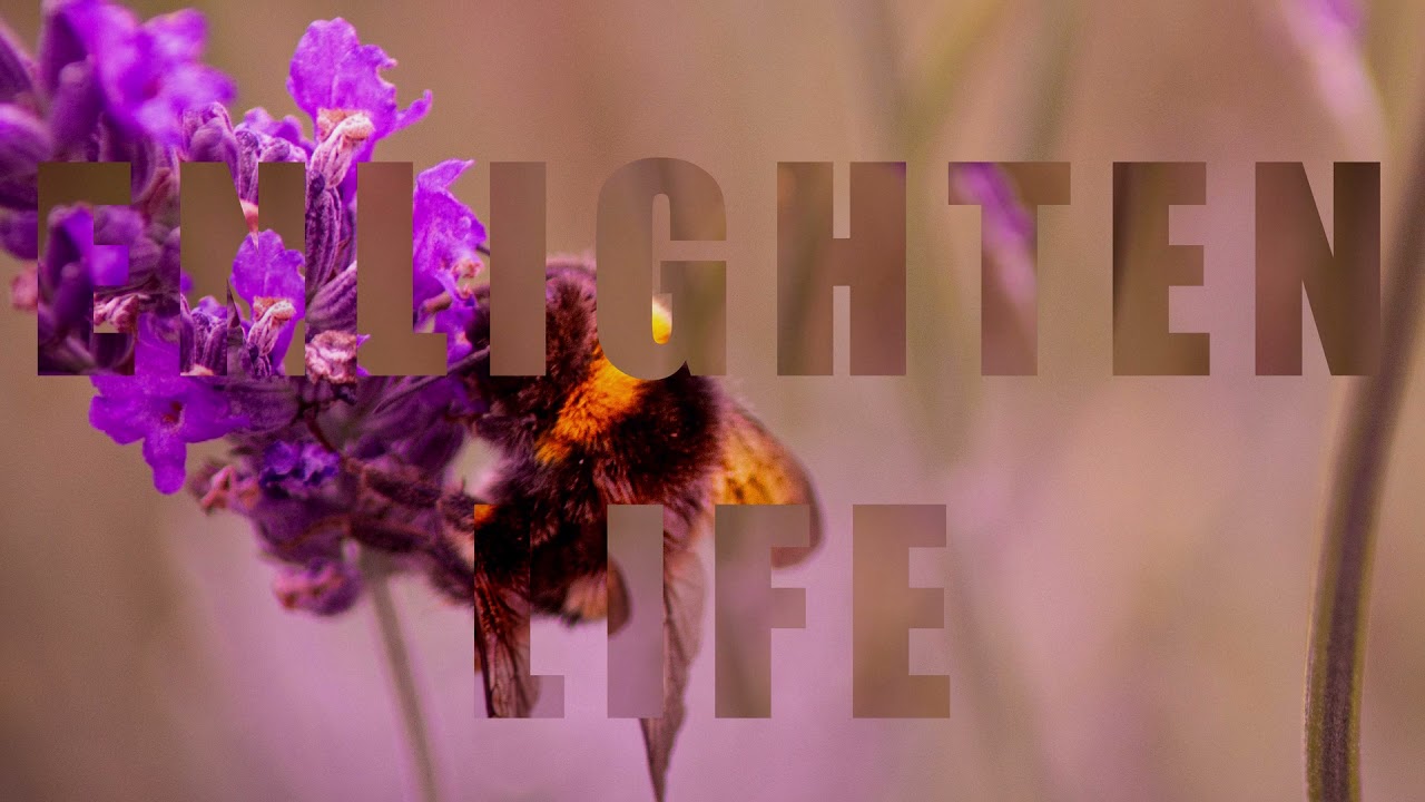 Enlighten Life Intro