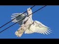 Funny Cockatoos’ Aerial Acrobatics on Power Lines