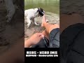 베오파드 (Beopard) - Bordercollie Life (보더콜리 라이프)