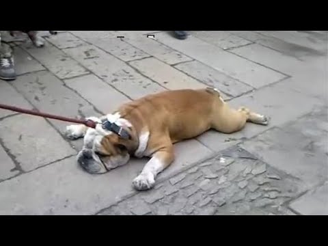Amusing Dog Walking Incidents – Cute Compilation :D - YouTube