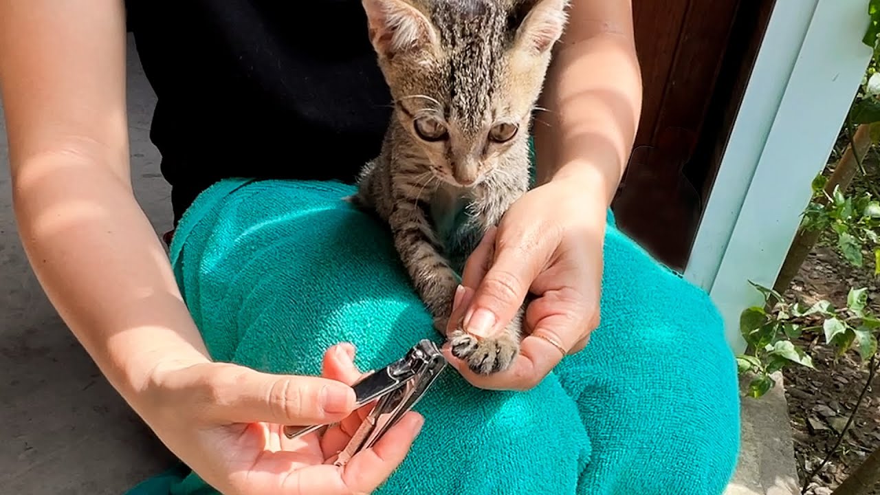 Feral cat with nails cut off YouTube