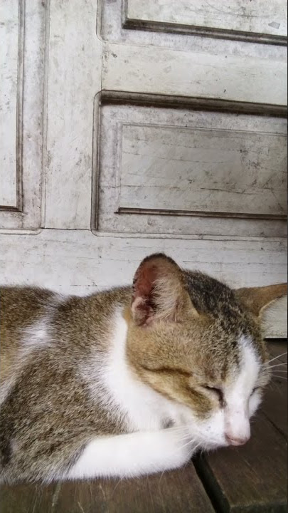 kucing lucu tidur#short#viraltiktok#catlovers#catloversclub@windu sejati official