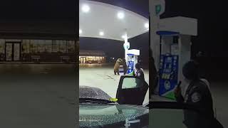 Was Piert, Wenn Zwei Grizzlybären An Einer Tankstelle Anfangen Zu Kämpfen?