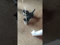 gatitos todo el día - all day long