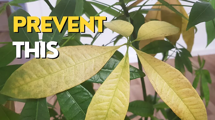 Yellow Leaves on Money Tree | 3 Main Reasons - DayDayNews