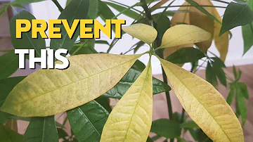 Yellow Leaves on Money Tree | 3 Main Reasons